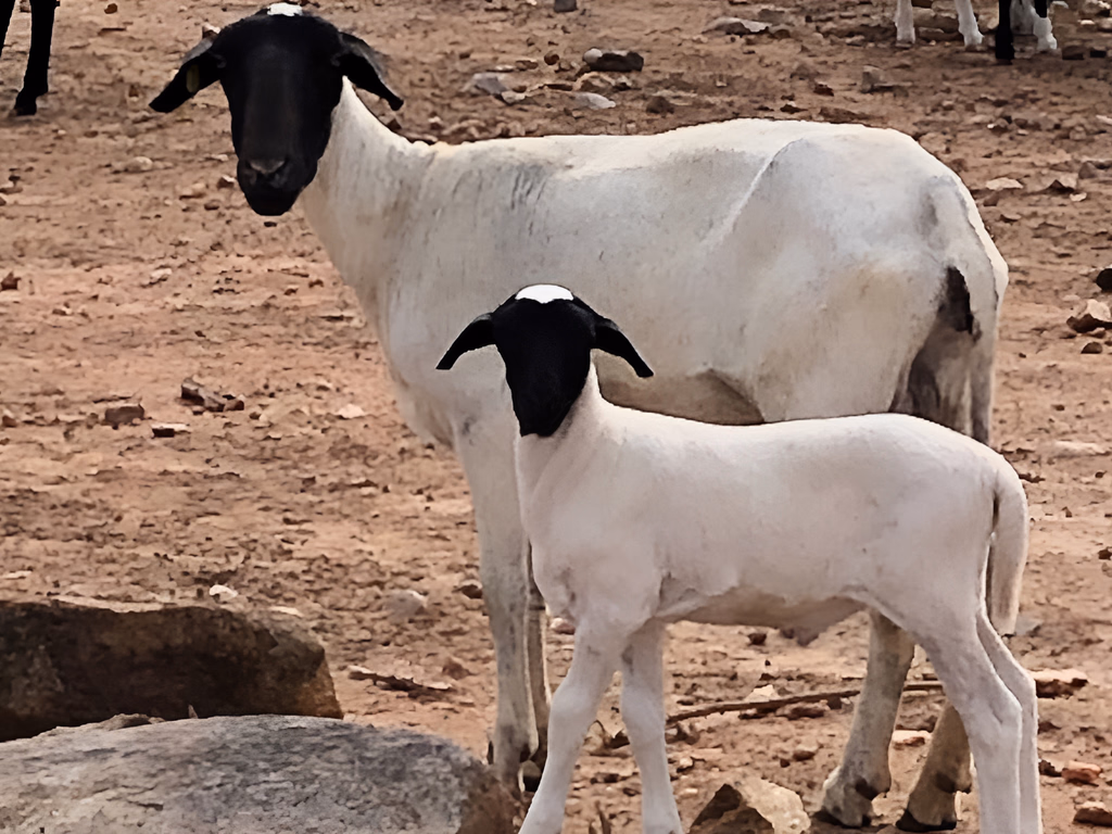 Ovinos adaptados ao semiárido nordestino são classificados como raça