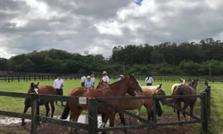 Prorrogado prazo para inscrição no programa de Sementes Forrageiras de inverno e verão