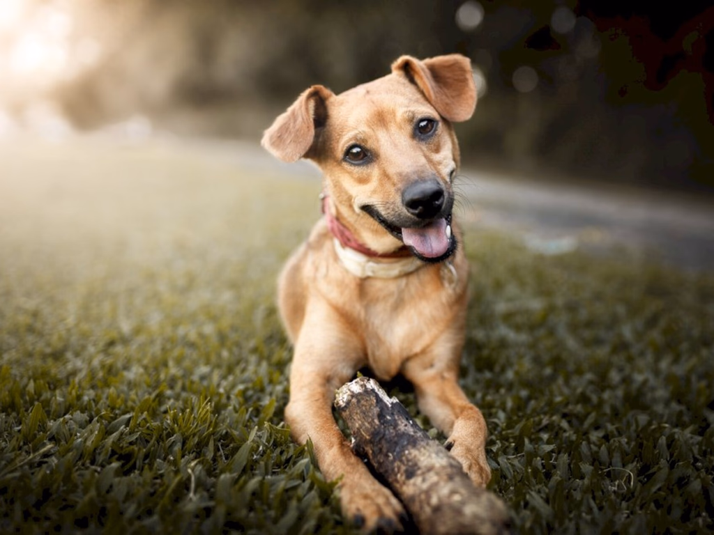 Unipampa lança aplicativo para adoção responsável de cães e gatos
