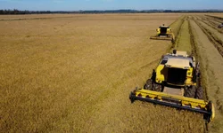 Federação debate crise do arroz com governo federal