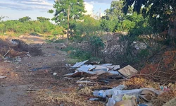 Avião retorna ao aeroporto após colisão com pássaro