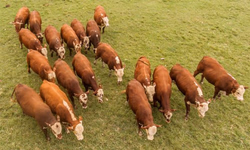 Genética campeã da Expointer será ofertada no 18º Remate Só Angus