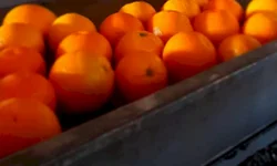 Cinco fatos sobre a escassez de mão de obra rural