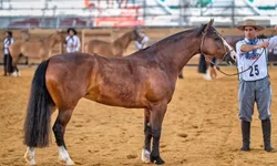 Belle Porcelana e Guanabara Saladero são Freio de Ouro