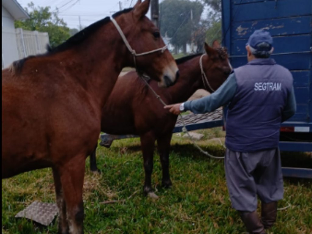 Fiscalização retira mais de 20 cavalos soltos nas vias da cidade