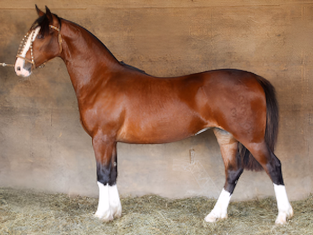 Potranca tem venda de 50% por R$ 1,35 milhão e bate novo recorde