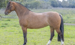 ABCCC inicia calendário de provas do Cavalo Crioulo 2025