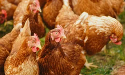 Federação debate crise do arroz com governo federal