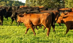 Parceria possibilitará cálculo de balanço de carbono nos sistemas agropecuários