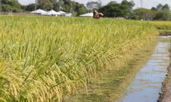 Uruguaiana aparece em sétimo lugar no segmento da Agropecuária