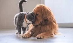 Campanhas de doação conscientizam para um inverno mais acolhedor