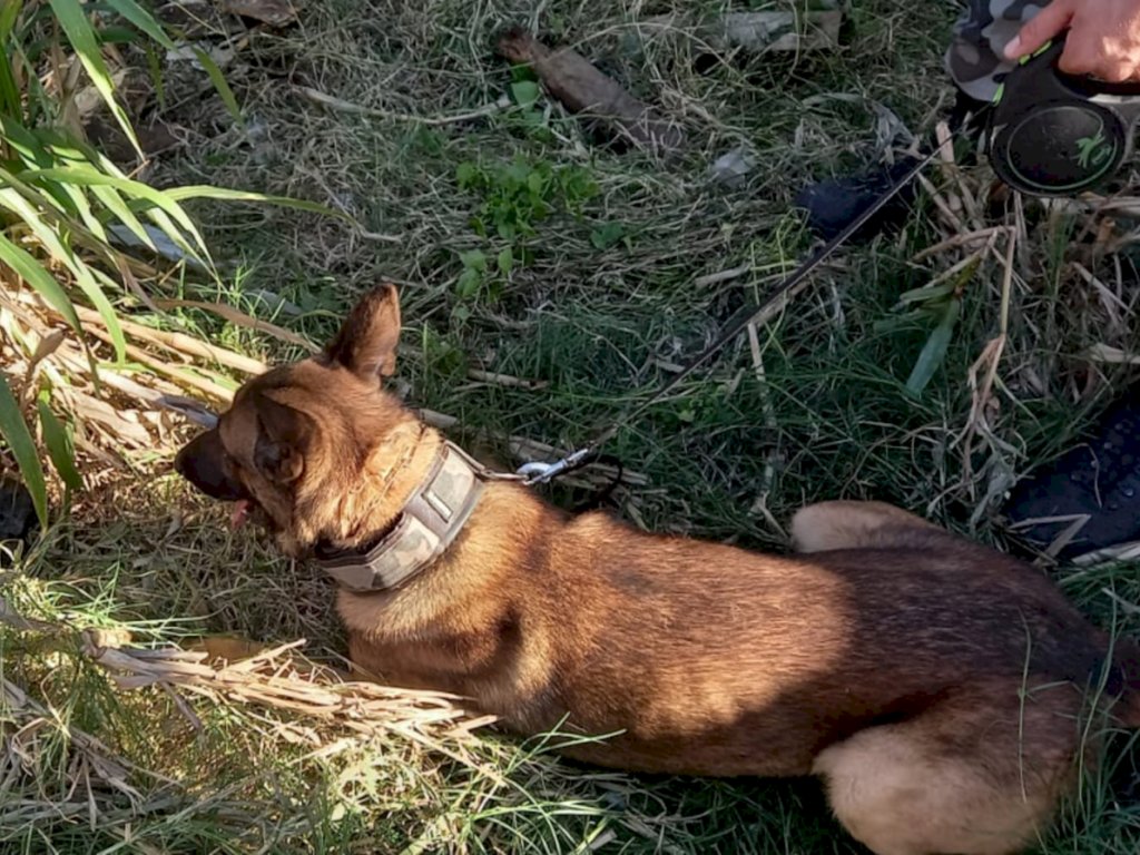 Trio é preso após cão policial farejar drogas