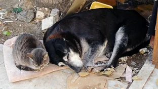 Abril Laranja reforça combate aos maus-tratos contra animais