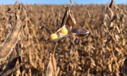 Agronegócio impulsionou a balança comercial brasileira em 2020