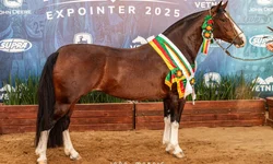 Belle Reserva vence a Morfologia do Cavalo Crioulo