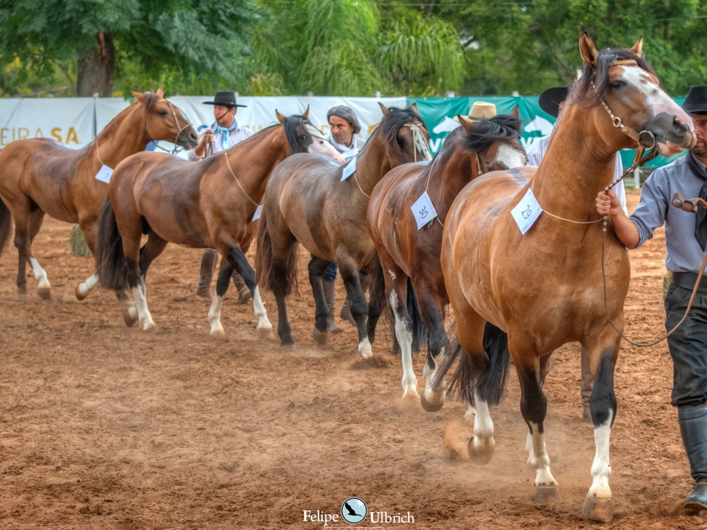 Passaporte em Livramento leva oito animais para a Morfologia Expointer