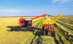 Exportações de arroz em 2018 já superam o total de 2017
