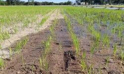 Preços da carne caem em janeiro