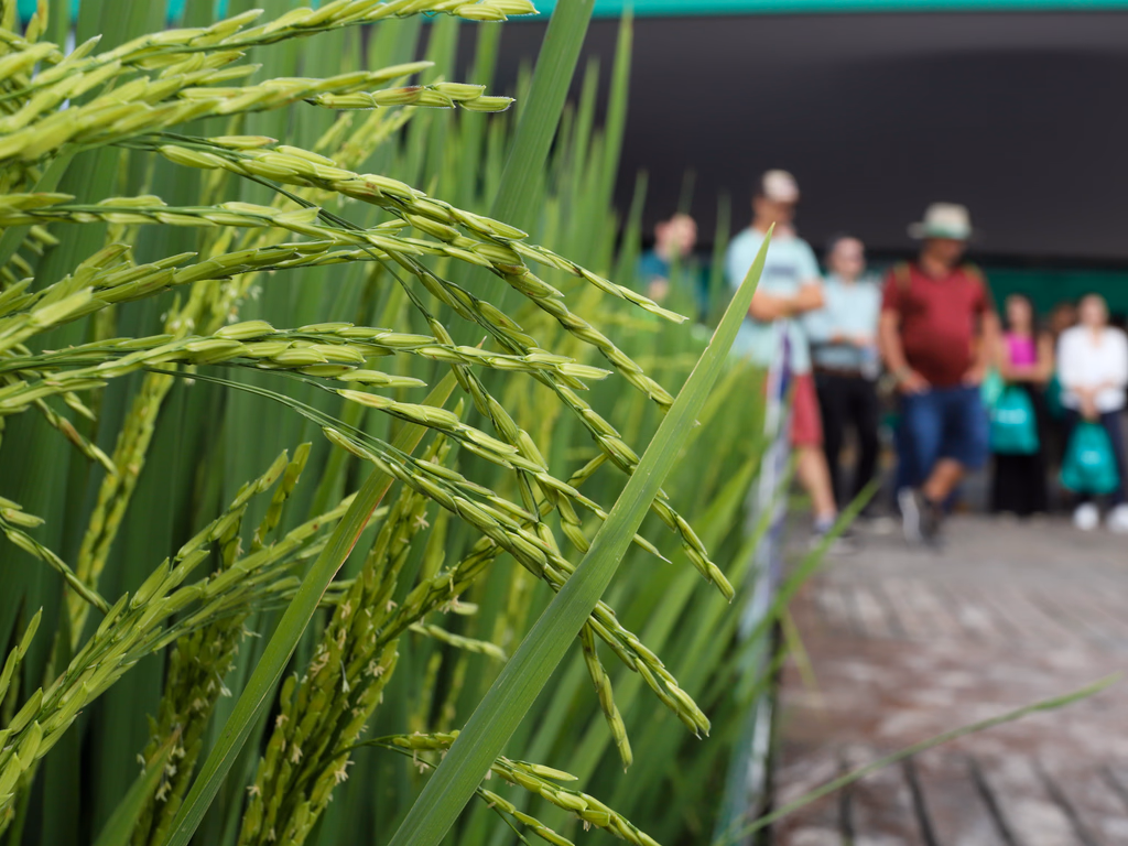 Abertas inscrições para a 36ª Abertura Oficial da Colheita do Arroz