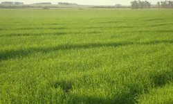 Começa a 32ª Abertura Oficial da Colheita do Arroz