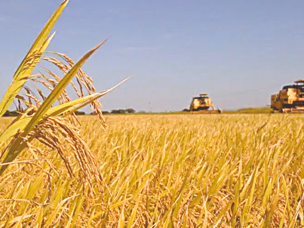 Produção gaúcha de grãos deve chegar a 33,2 milhões de toneladas