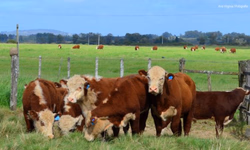 Iniciado plantio de área da Abertura da Colheita do Arroz