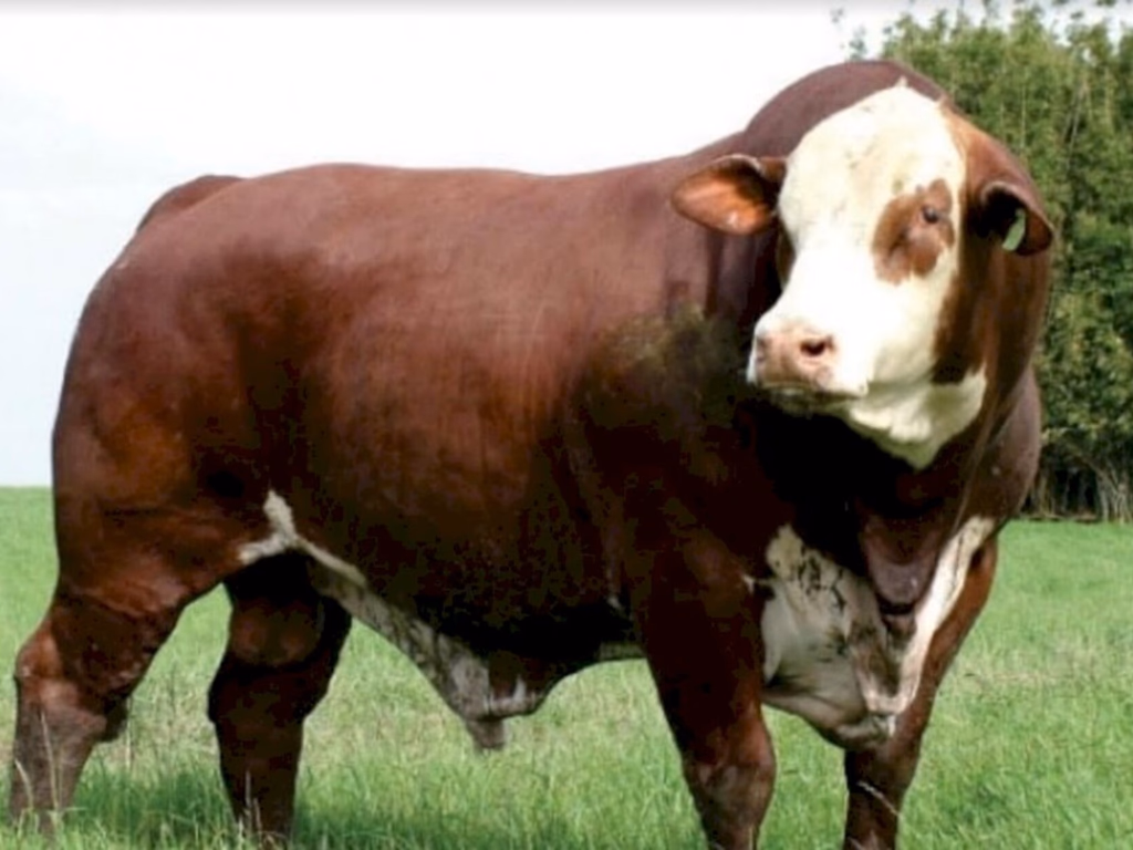 Genética nacional Hereford e Braford atrai centrais de inseminação