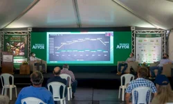 Arrozeiros colhem mais de 12 mil hectares na primeira semana