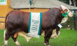 Mundial Braford reunirá pecuaristas de vários países