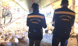 PRF apreende cerca de 50kg de droga