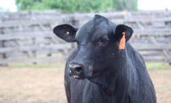 Parceria possibilitará cálculo de balanço de carbono nos sistemas agropecuários