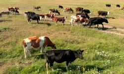 Homem é preso com 32 porções de droga em Itaqui