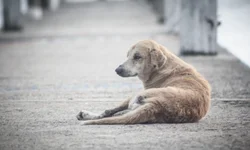 Polícia Civil lançará plataforma para pedido de medida protetiva online