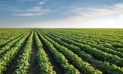 Arrozeiros colhem mais de 12 mil hectares na primeira semana