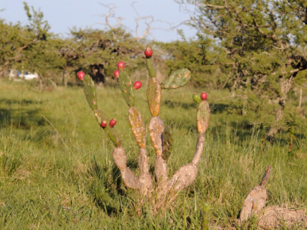 Pampa contém 9% da biodiversidade atualmente conhecida no Brasil