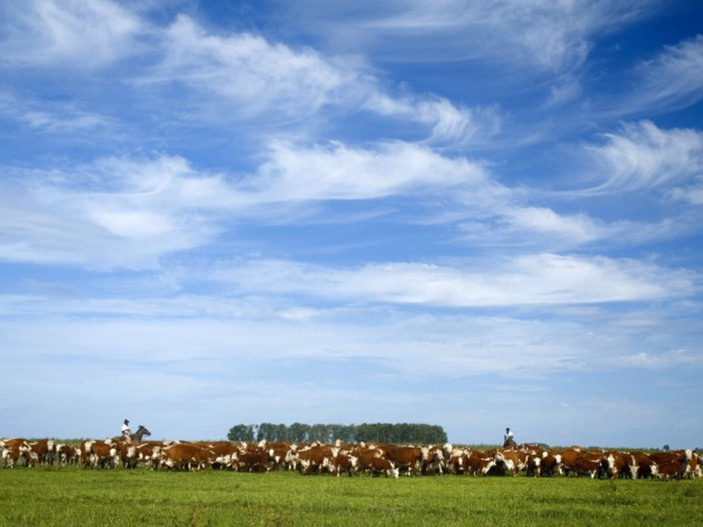 Após dois anos sem vacinação, RS comemora abertura de novos mercados