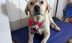 Expointer será lançada na próxima segunda