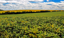 Agronegócio impulsionou a balança comercial brasileira em 2020