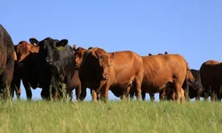 CineSesc exibe drama/suspense no próximo sábado