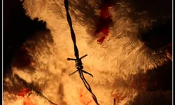 Idoso morre após ataque de cães