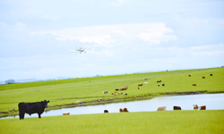 Safra de arroz bate recorde em produtividade