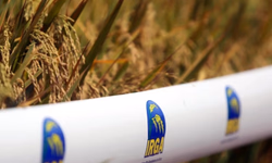 Sicredi Essência anuncia R$ 250 milhões para o Plano Safra