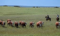 Seleção genética se consolida no controle do carrapato no verão 