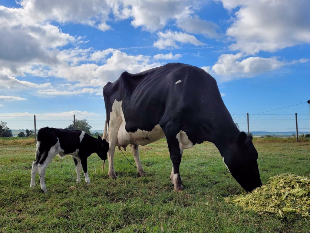 Dirigente alerta para desiquilíbrio na cadeia do leite