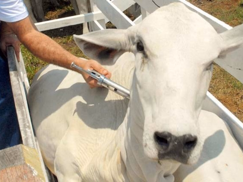 Redução da dose da vacina contra aftosa valerá a partir de maio