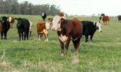 Município chega a 50 casos de dengue