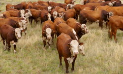 Criado manual de recomendações para frigoríficos