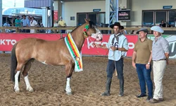 Uruguai seleciona os melhores exemplares para o Freio de Ouro