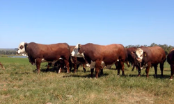 Campeonato mundial premia genética nacional Hereford e Braford