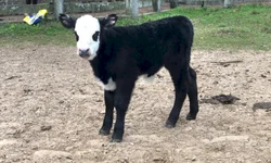 Carcaça Quente versus Carcaça Fria é tema de painel virtual